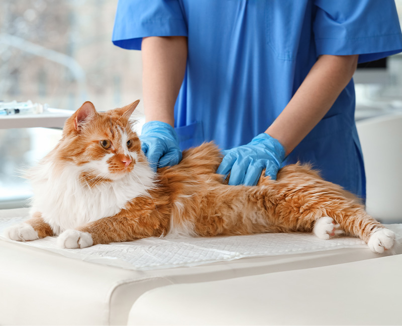 animahria-clinica-veterinaria-gallery-01
