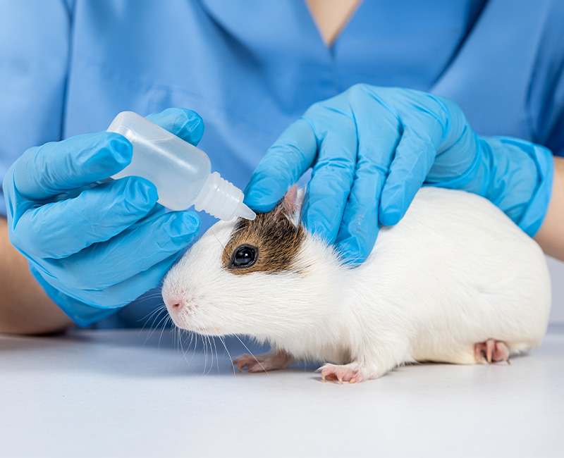 animahria-clinica-veterinaria-gallery-10