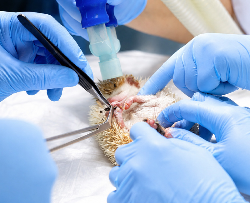 animahria-clinica-veterinaria-gallery-15